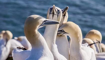 福安伴游，定制QQ：3494206190微信：act1322