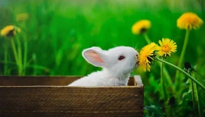 福安伴游,定制QQ:3494206190微信:act1322